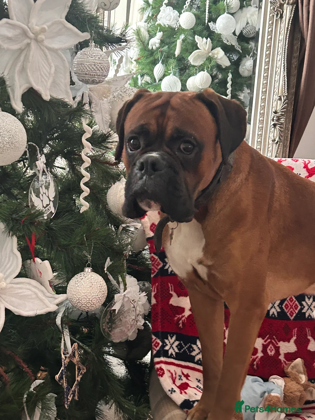 Boxer dogs for stud: Proven Handsome KC reg boxer-Heart score 0 in Tredegar - Advert 9