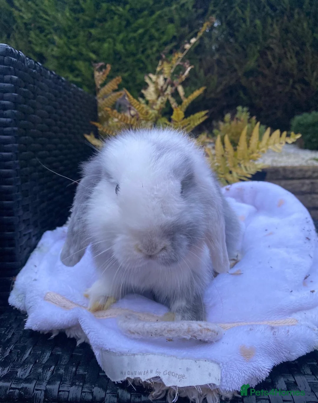 Mini Lop rabbits for sale: Gorgeous minilops for sale  - Advert 3