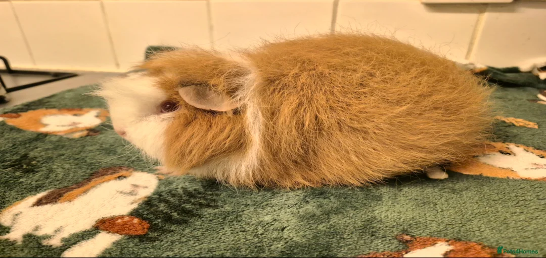 Gallery Image {{count}}