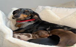 Miniature Dachshund dogs for sale: Kc Registered miniature dachshund  - Image 12