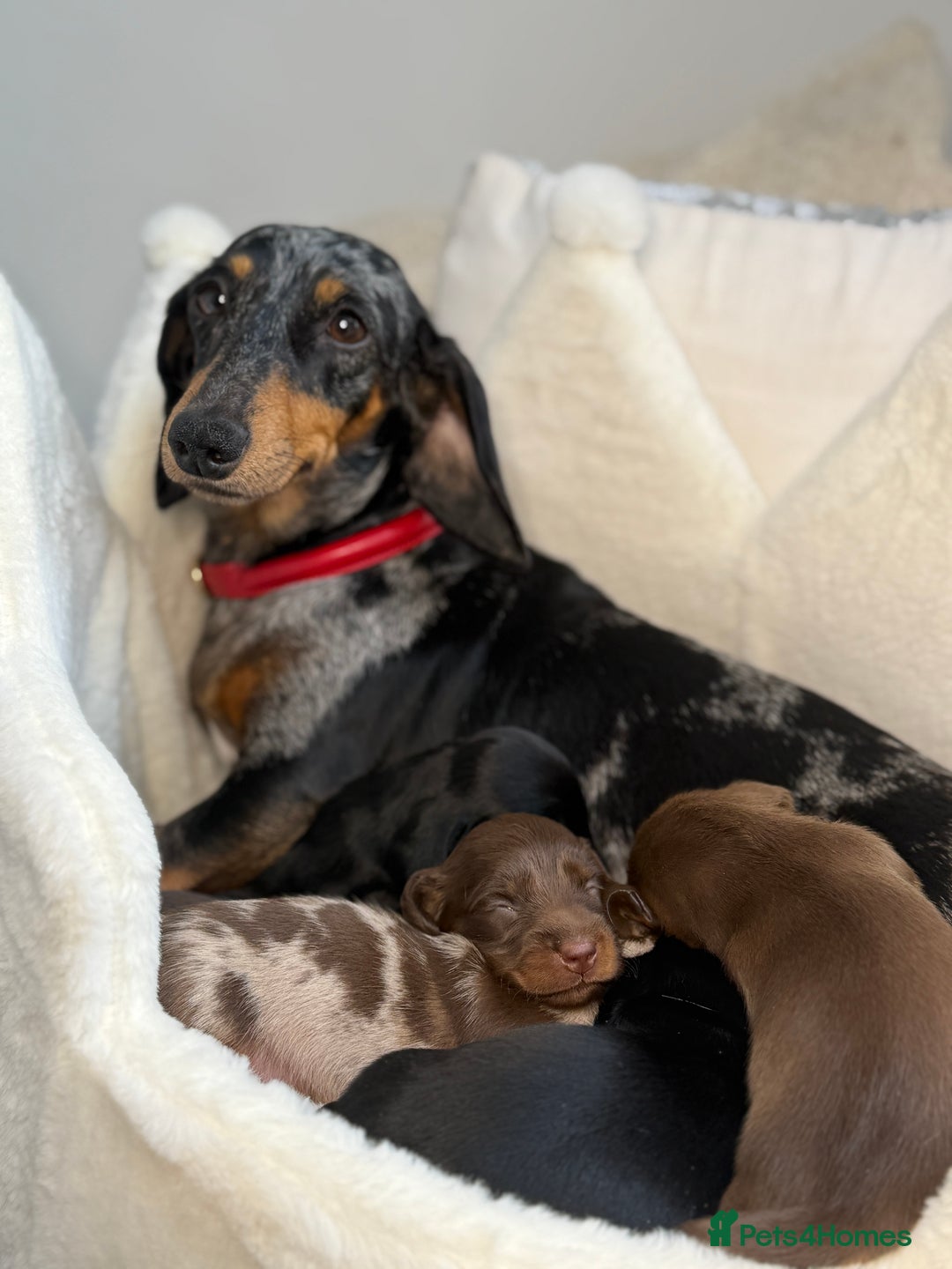 Miniature Dachshund dogs for sale: Kc Registered miniature dachshund  - Image 12