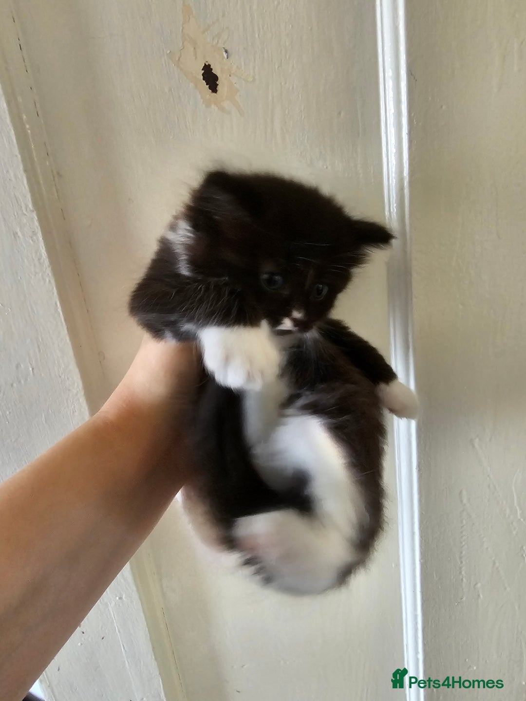 Mixed Breed cats for sale: Kittens for sale ready to leave to good homes  - Image 4