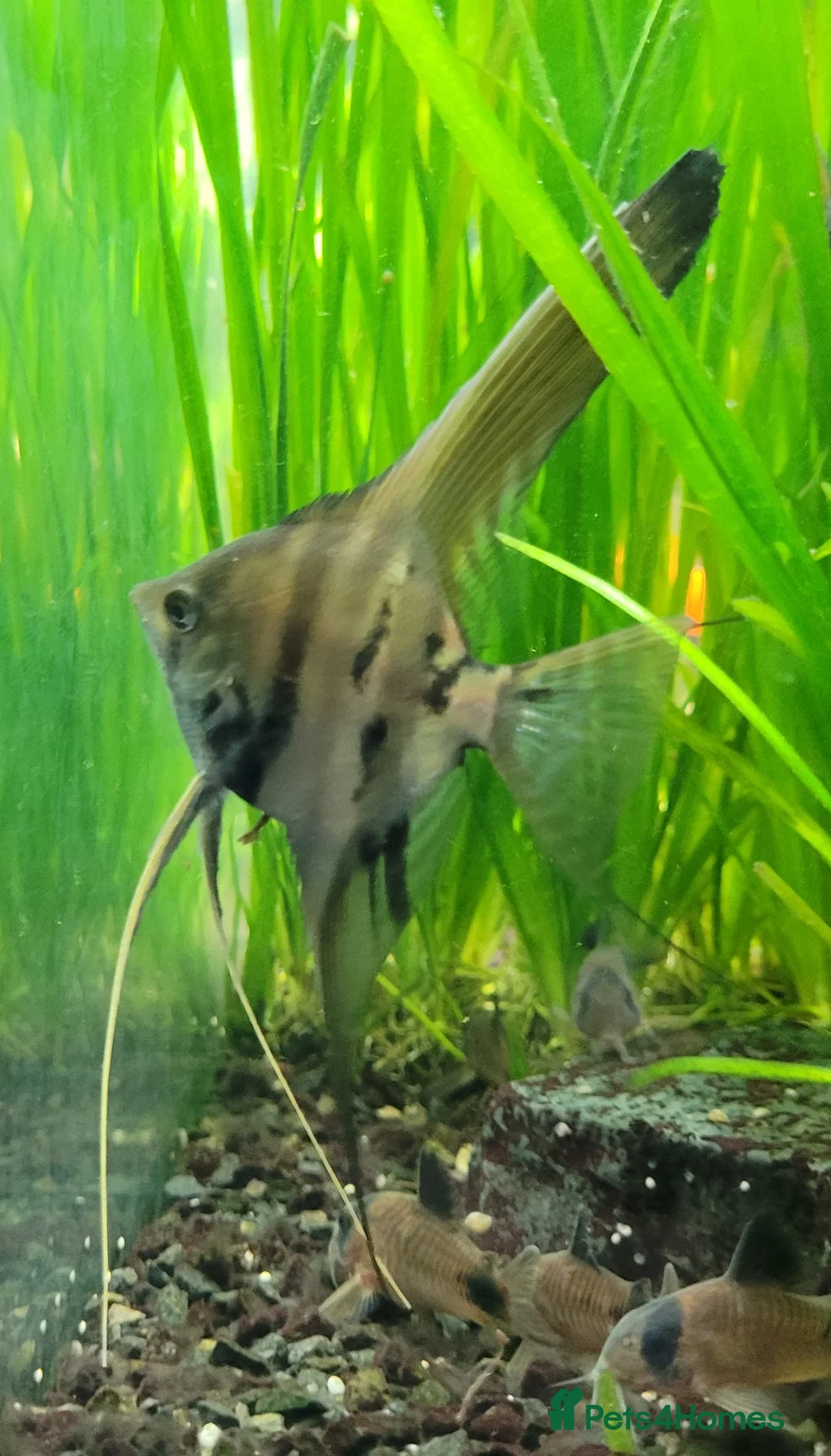 Angelfish fish for sale: Rare high wide fin stripes Angels - Advert 1
