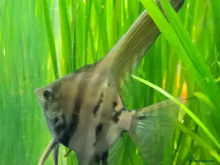 Angelfish fish Stunning stripes baby Angels - Advert 14