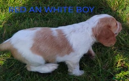 Cocker Spaniel dogs for sale: Cocka pups ready for new home - Image 5