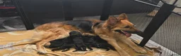 German Shepherd dogs for sale: Beautiful litter of german shepherd puppies  - Advert 4