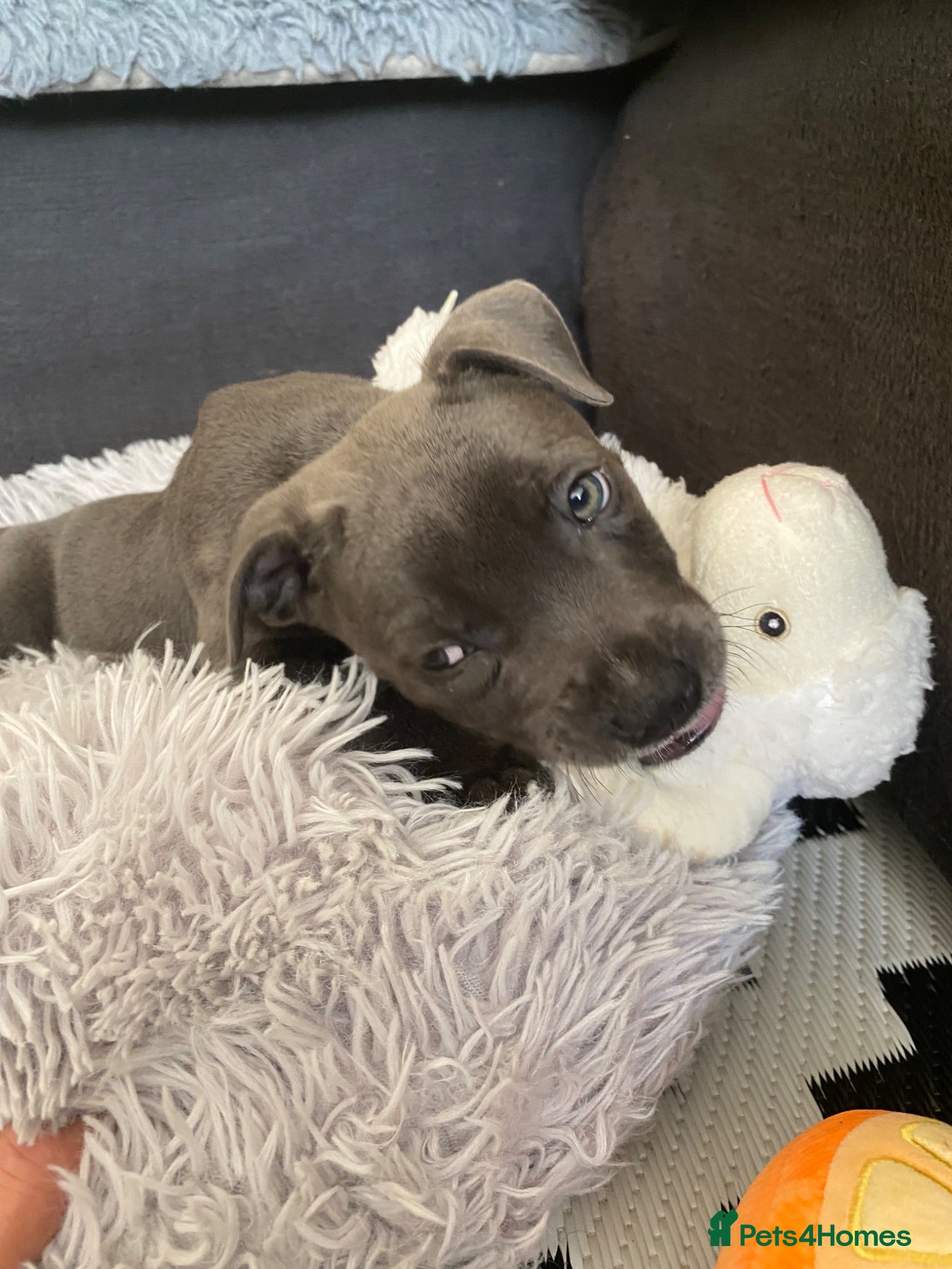 Staffordshire Bull Terrier dogs World renowned Samtan Blue Dozer Pups  - Advert 13