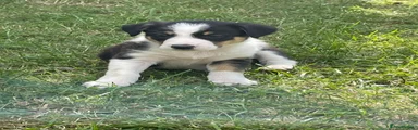 Border Collie Puppy 4 SOLD