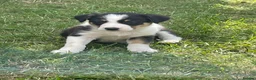 Border Collie dogs for sale: Working Border collie puppies  - Advert 31