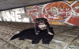 Mixed Breed dogs for sale: Beautiful little girl - Advert 6