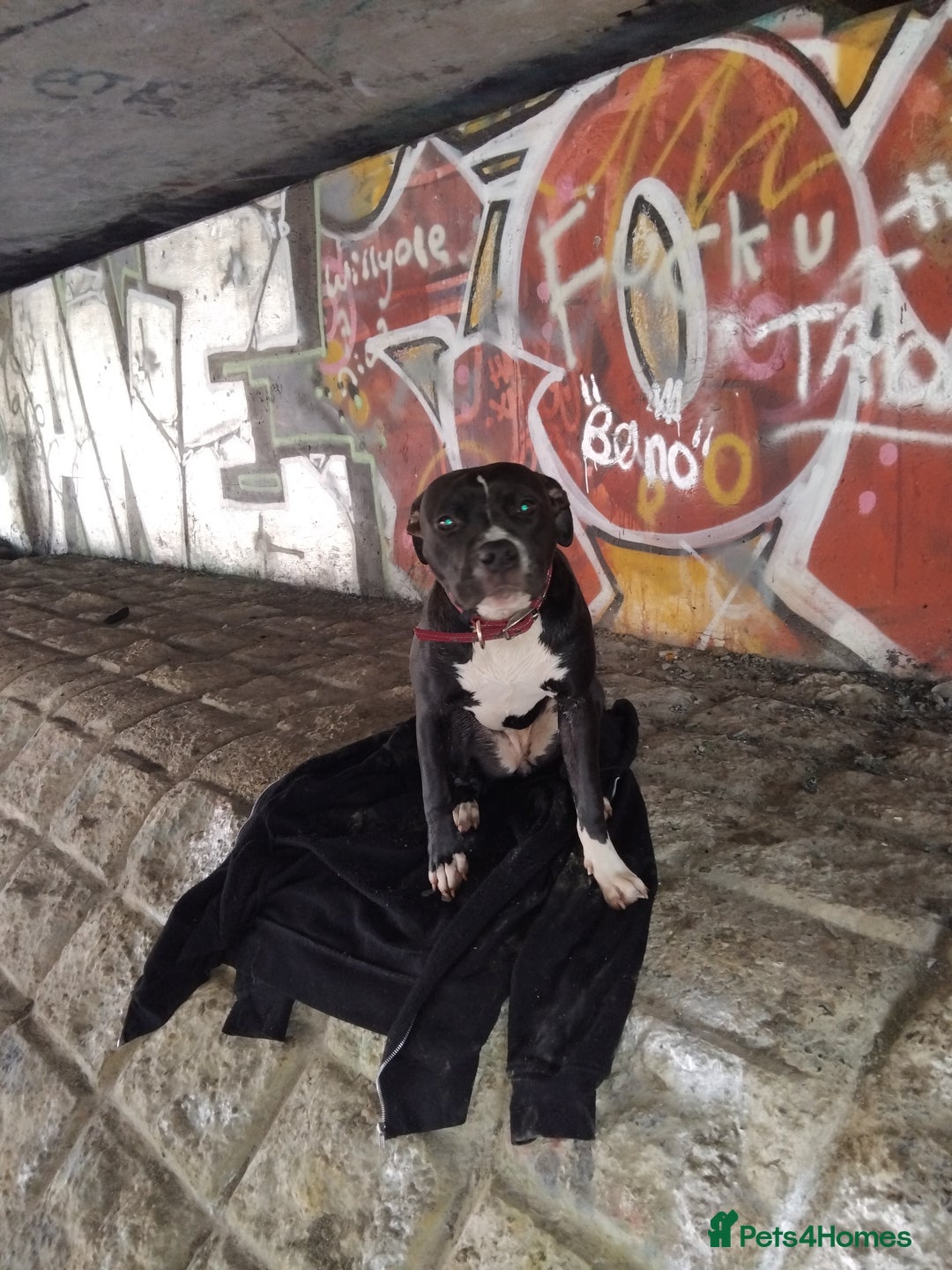 Mixed Breed dogs for sale: Beautiful little girl - Advert 6