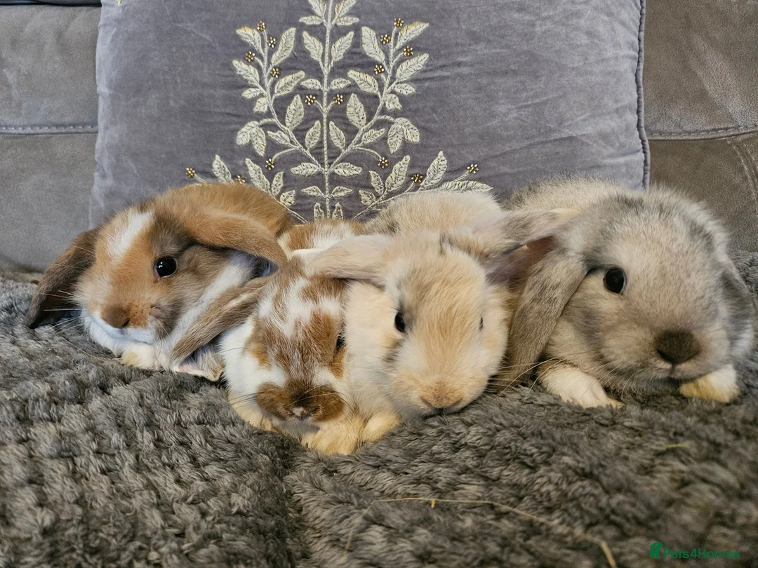 Mini Lop rabbits for sale: Mini lop baby bunnies for sale  - Advert 2