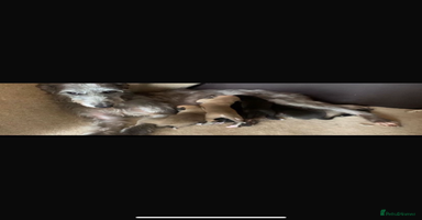 Lurcher dogs - Advert 16