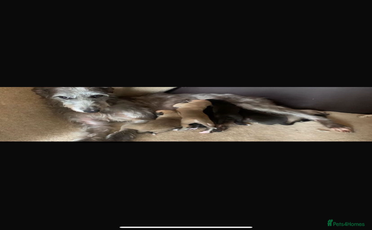 Lurcher dogs - Advert 1