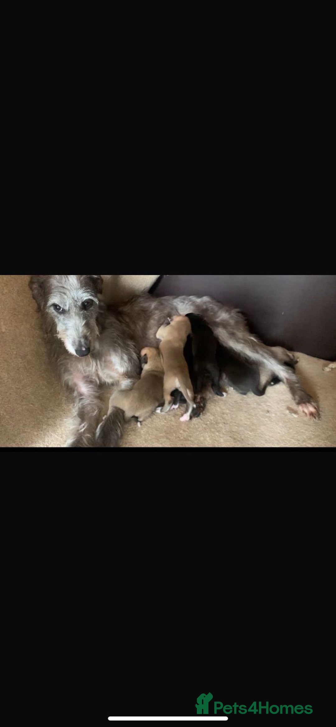 Lurcher dogs for sale: Beddlington whippet saluki greyhound  - Image 2
