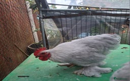 Chickens poultry for sale: Pekin Bantum Lavender Rooster - Image 3