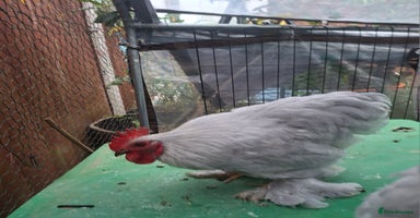Chickens poultry - Advert 4