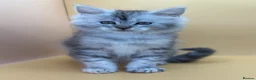 Maine Coon cats for sale: Maine Coons with Tests, Papers, Vet Checks & Vacc. - Advert 34