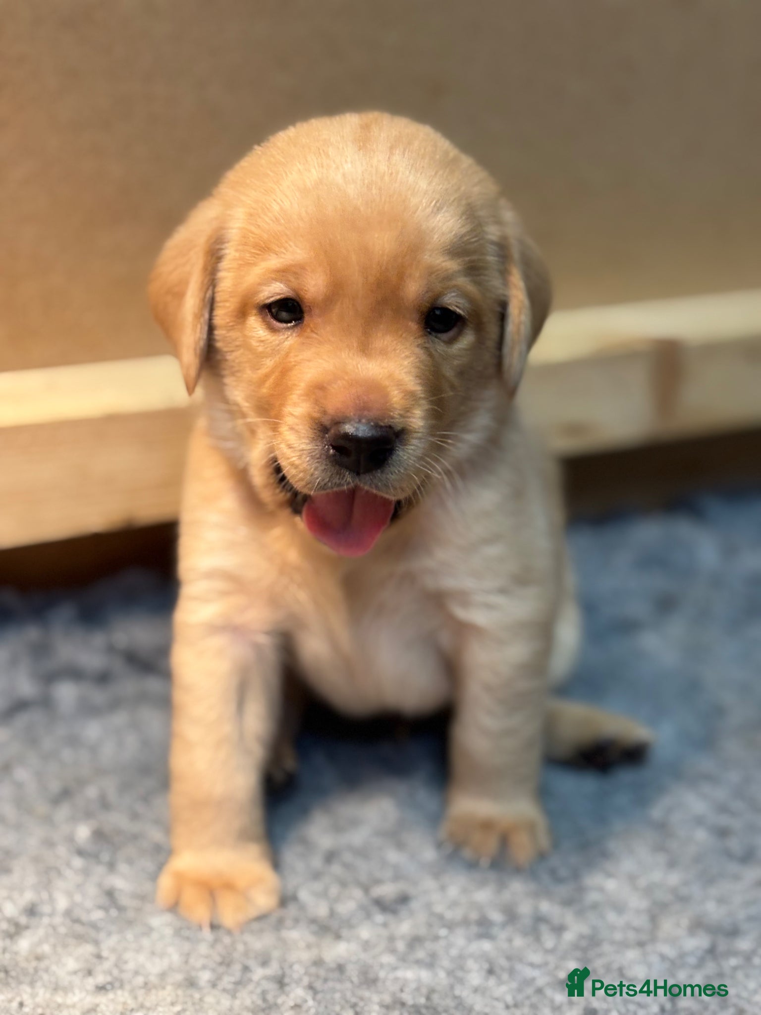 Labrador Retriever dogs Gorgeous Litter of Labrador puppies - Advert 2