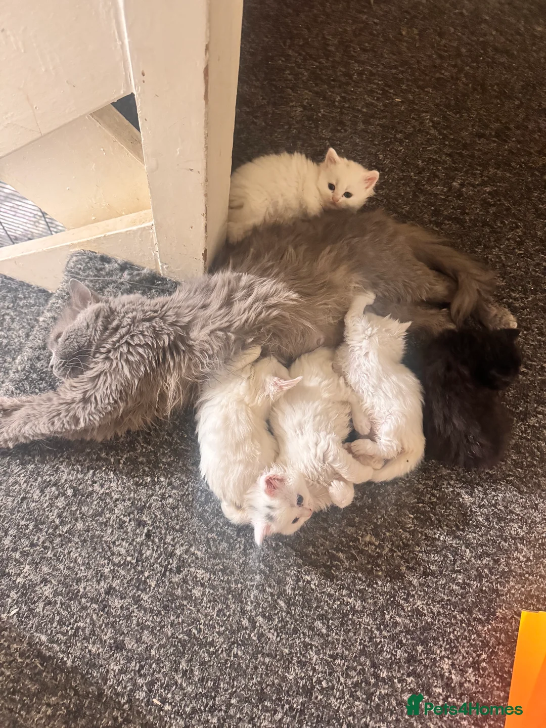 Scottish Fold cats for sale: Mum Scottish fold dad is Turkish angora  - Advert 7