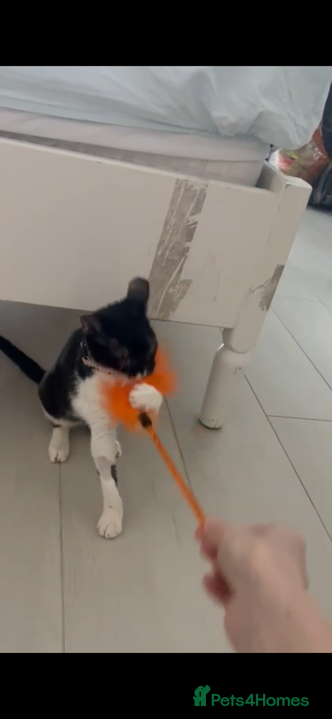 Mixed Breed cats for adoption: DAISY GIRL  CUTE AS A BUTTON KITTEN NEEDS her HOME - Advert 3