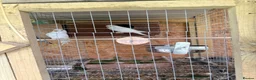 Cockatiels birds for sale: Beautiful and healthy pair of white budgies - Advert 1