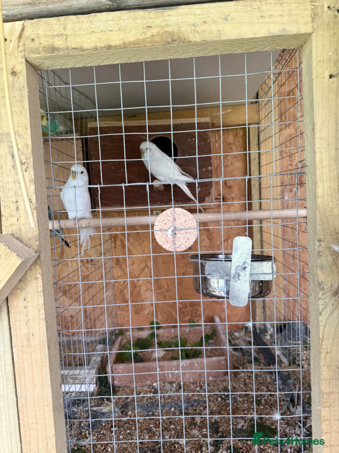 Cockatiels birds for sale: Beautiful and healthy pair of white budgies - Advert 1
