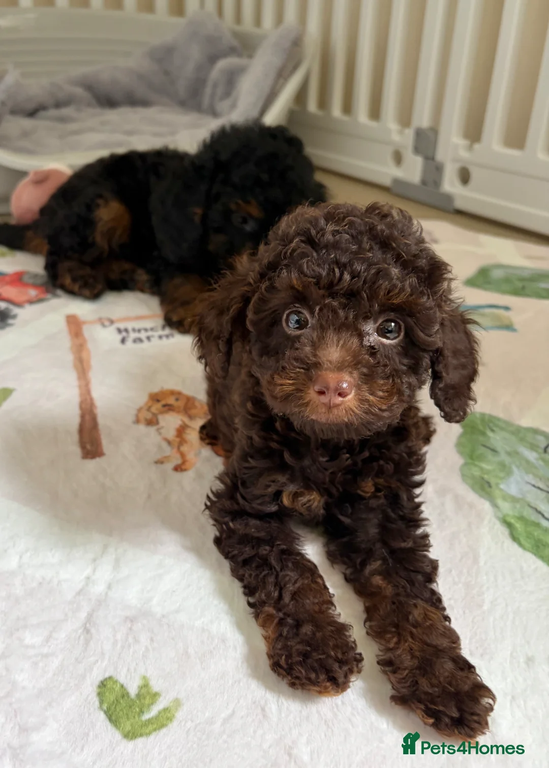 Toy Poodle dogs for sale: Health tested Toy Poodle puppies  - Advert 15