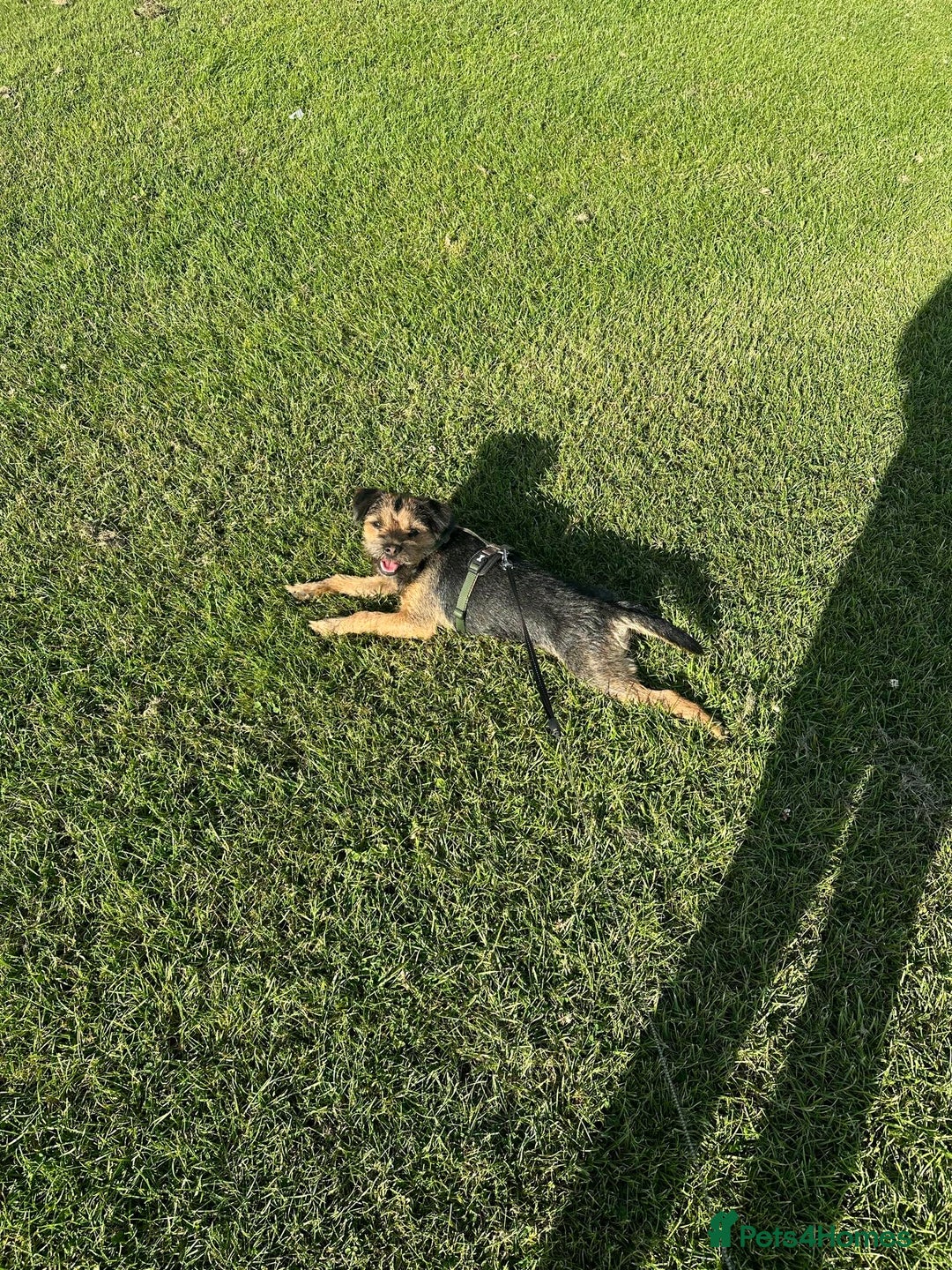 Border Terrier dogs for stud: KC registered, Slem clear first time stud - Advert 9