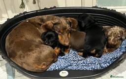 Miniature Dachshund dogs for sale: 🐾 Adorable mini dachshund puppies 🐾 - Image 9