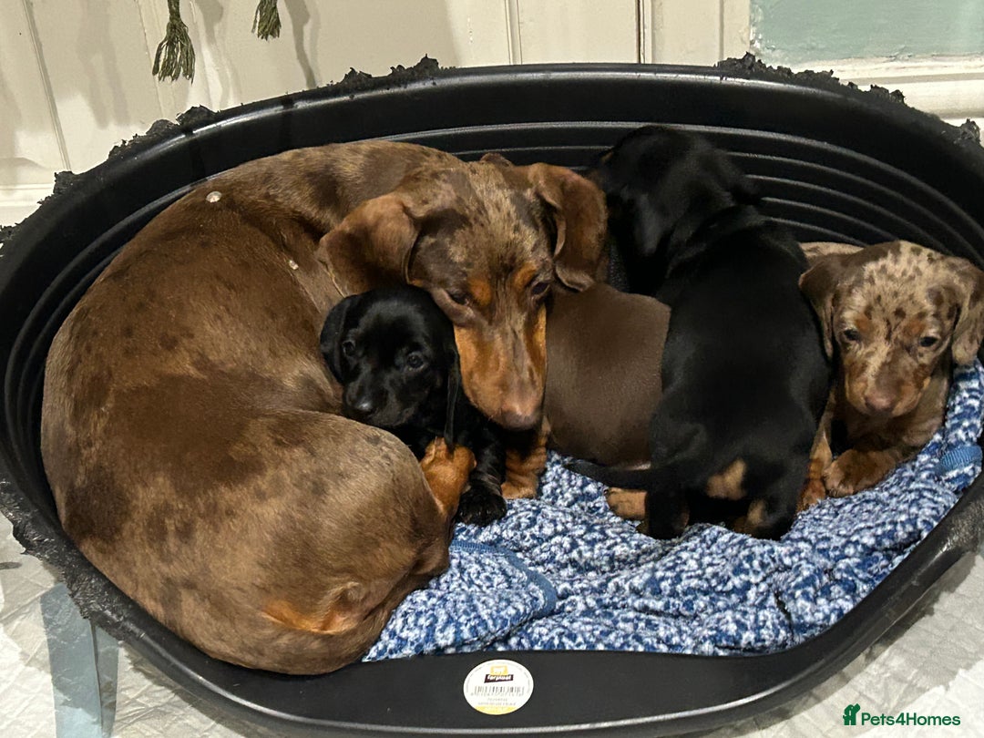 Miniature Dachshund dogs for sale: 🐾 Adorable mini dachshund puppies 🐾 - Image 9