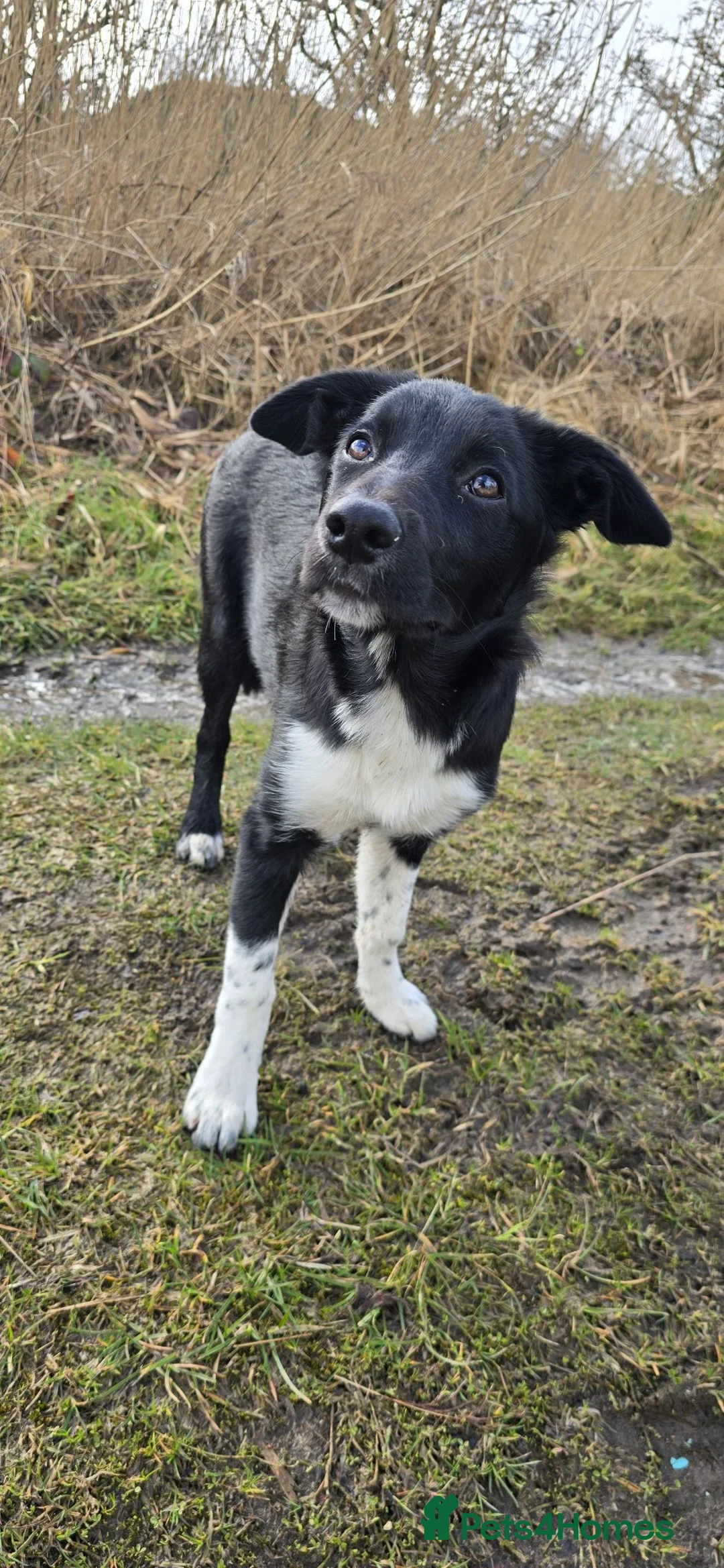 Border Collie dogs for sale: 7 month old border collie in Carluke - Advert 10