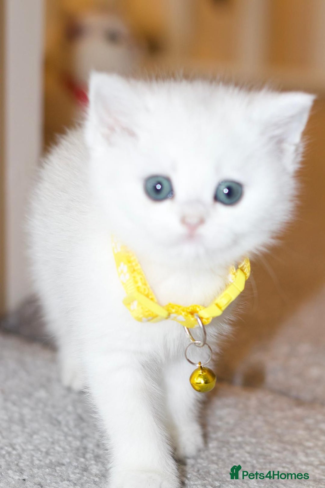 British Shorthair cats for sale: White British Shorthair Kittens – Rare Green Eyes - Advert 10