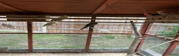 Cockatiels birds for sale: Cockatiels/rosella  - Advert 5
