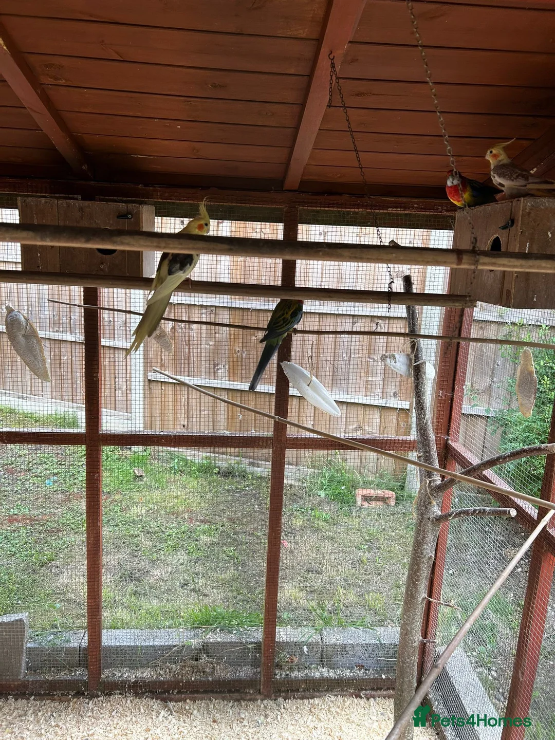 Cockatiels birds for sale: Cockatiels/rosella  - Advert 5