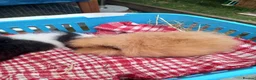Guinea Pig rodents for sale: Swiss baby boys - Advert 7
