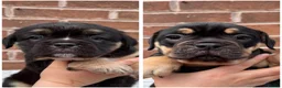 Olde English Bulldogge dogs for sale: Champion Sired Health Tested OEB puppies - Advert 10