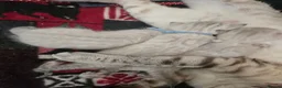 Bengal cats for sale: 🌟 Stunning pure bengal snow kittens 🎉 - Advert 25