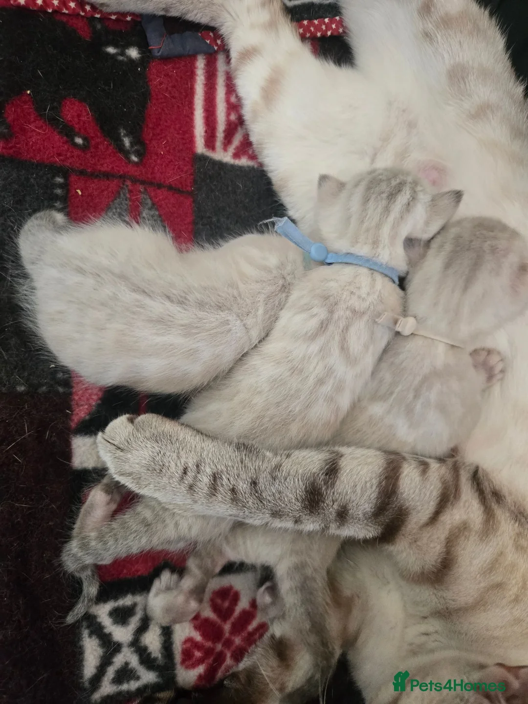 Bengal cats for sale: 🌟 Stunning pure bengal snow kittens 🎉 - Advert 25