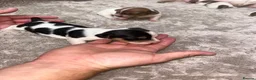 Jack Russell dogs for sale: Jack Russell Puppies – Proven Working Lines” - Advert 3
