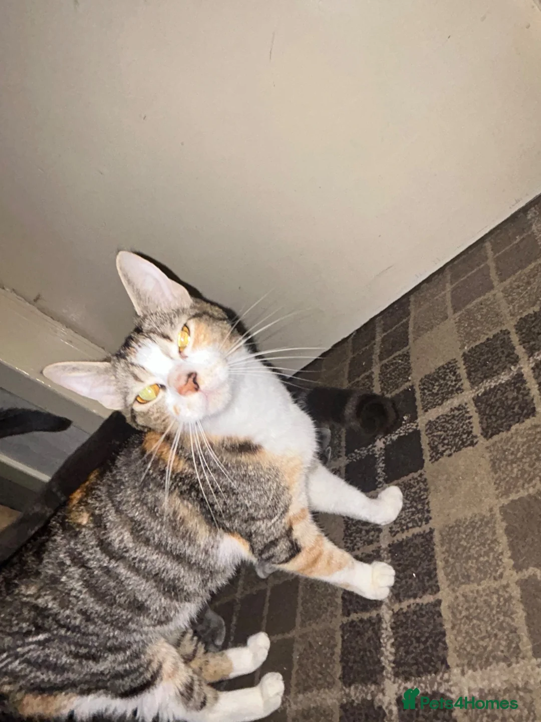 American Shorthair cats for sale: 1 left !! adorable grey kittens🐱 - Advert 9