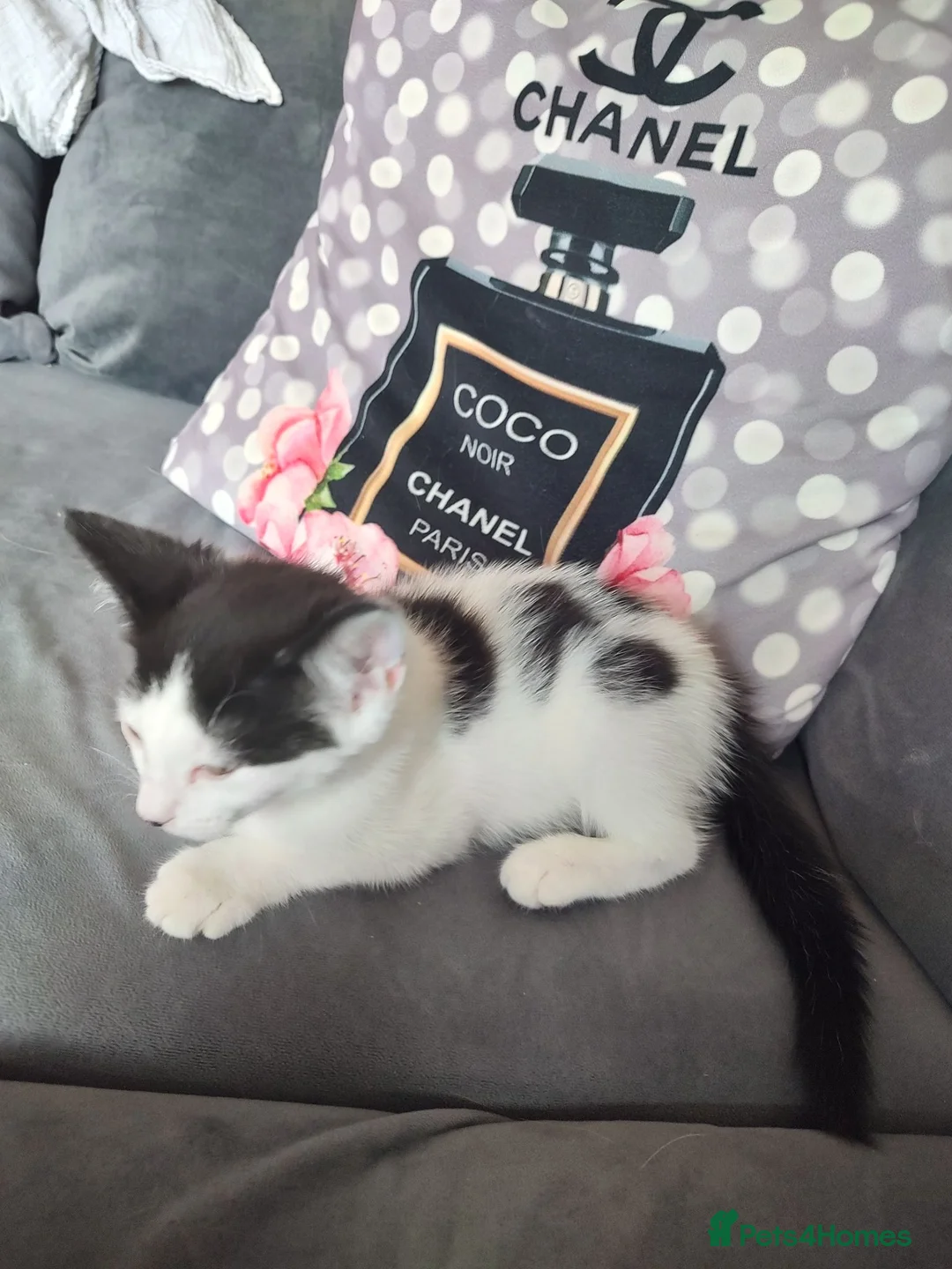 Norwegian Forest Cat cats for sale: Female black and white kitten  - Advert 4