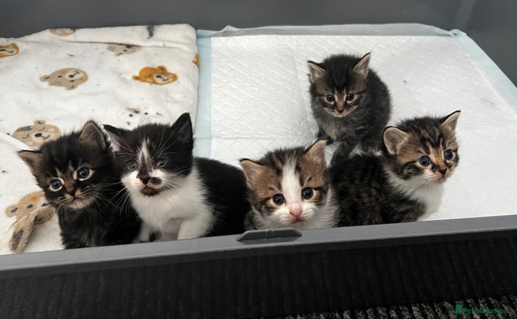 LaPerm cats Long Coat Laperm kittens - Advert 1