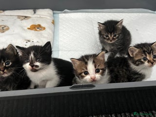 LaPerm cats Long Coat Laperm kittens - Advert 2