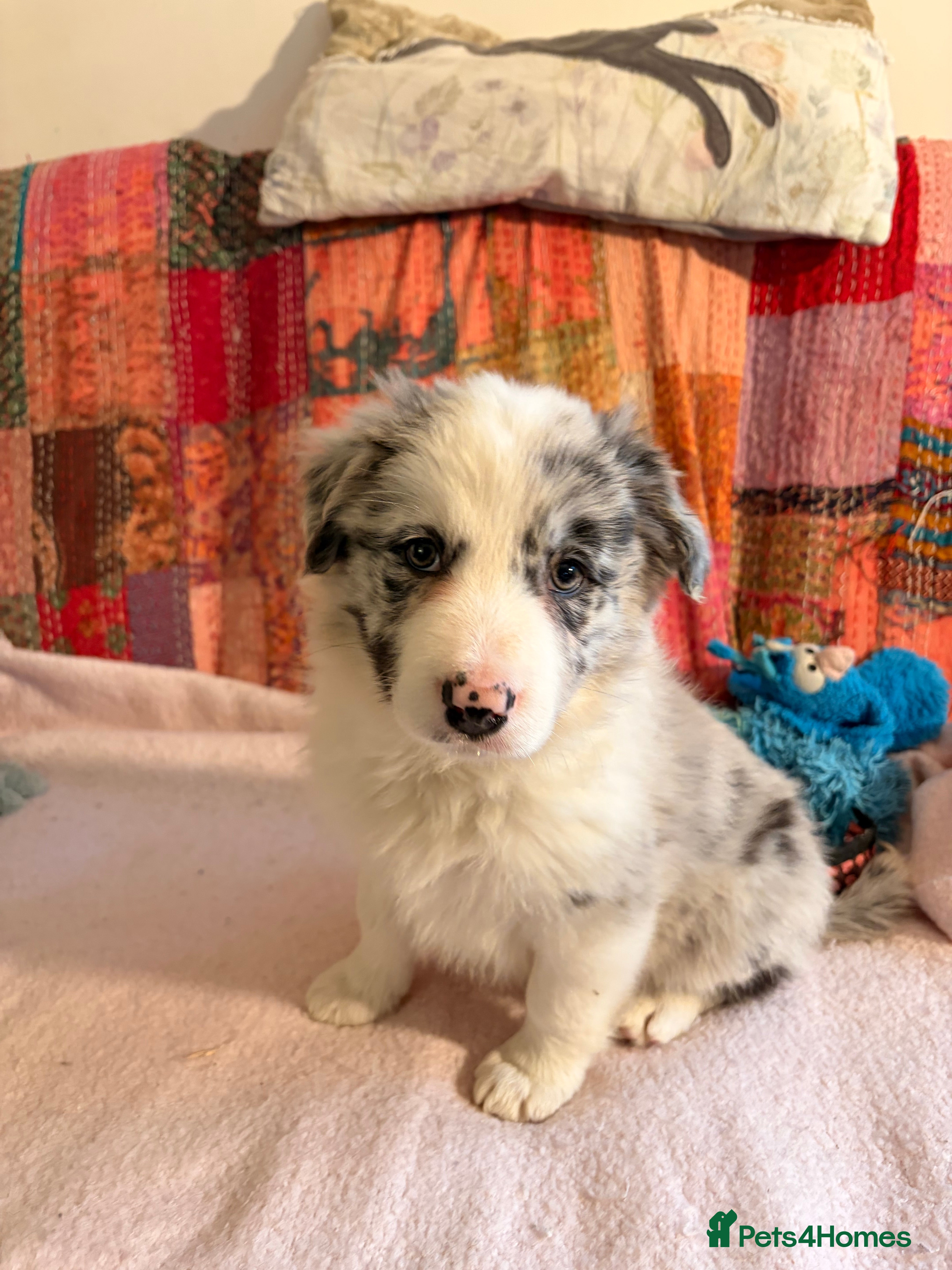 Border Collie dogs HEALTH TESTED CLEAR PARENTS BORDER COLLIE PUPS - Advert 6