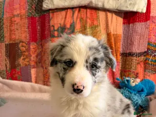 Border Collie dogs HEALTH TESTED CLEAR PARENTS BORDER COLLIE PUPS - Advert 6