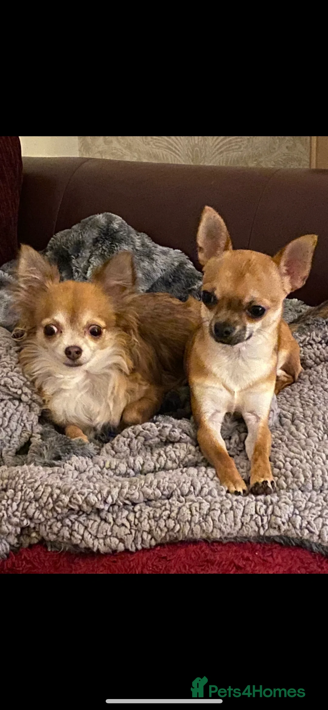 Chihuahua dogs for stud: Chihuahua dog for stud in Frome - Advert 6