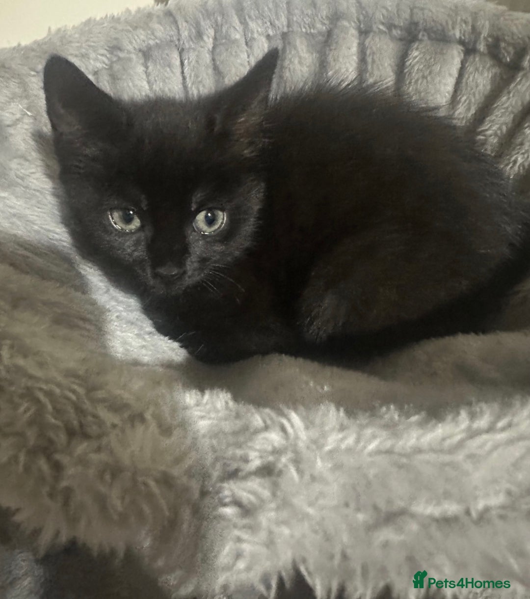 British Shorthair cats for sale: 3 kittens and 2 year old mother ready 4 rehoming  - Advert 7