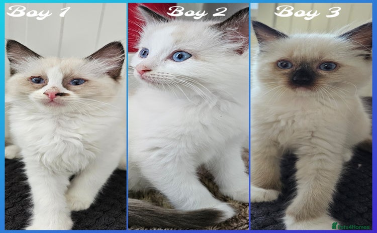 Ragdoll cats - Advert 16