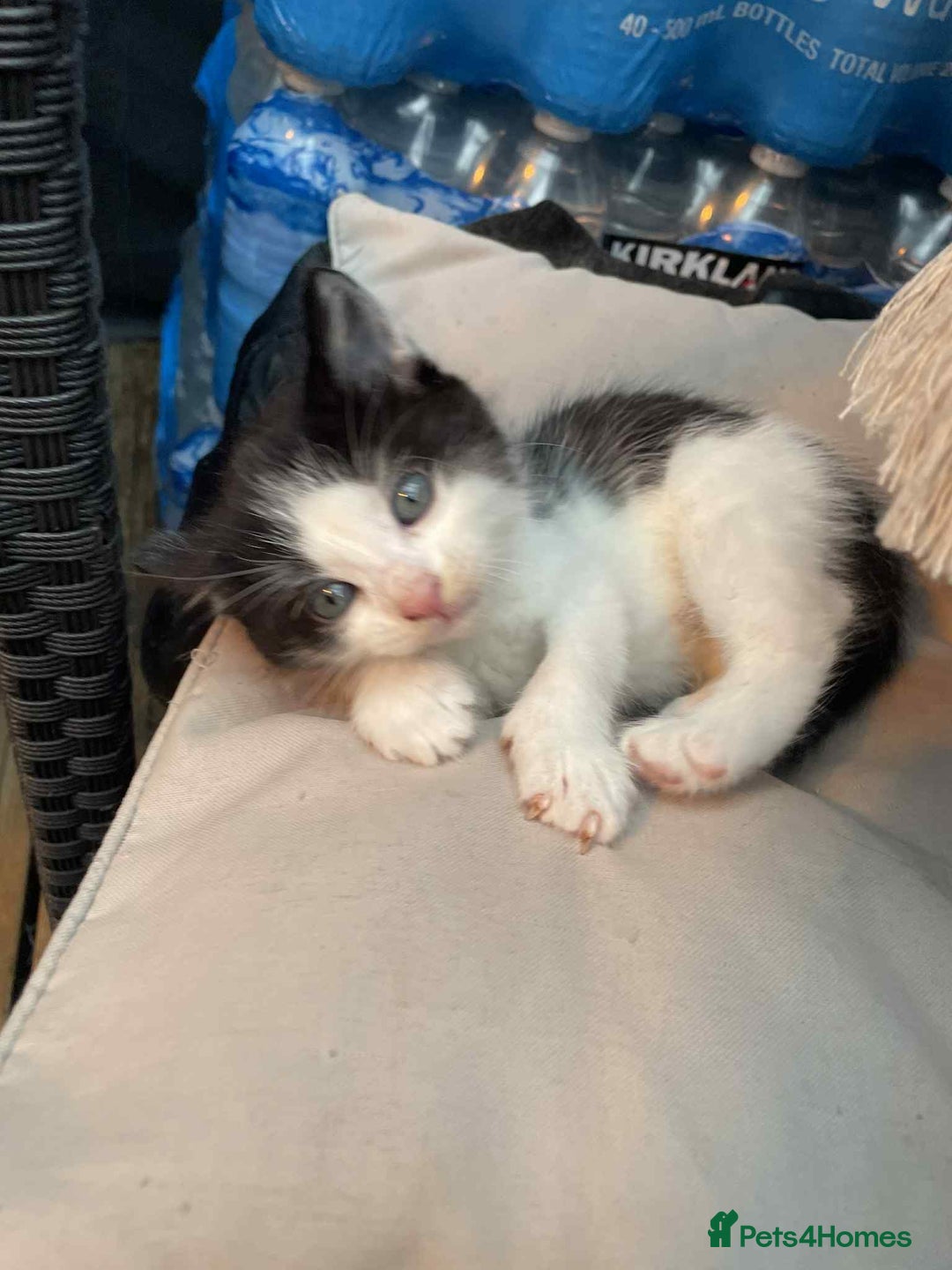 Mixed Breed cats for sale: 2 lovely girls for sale - Advert 5